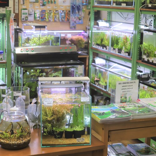 water plants lover