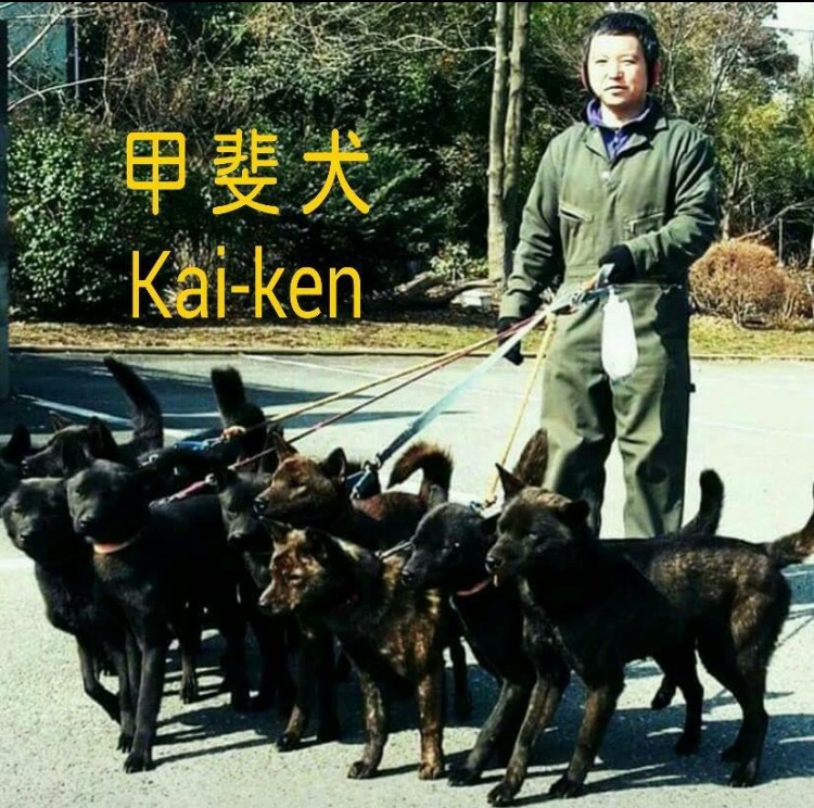 希少日本犬 ブリーダー販売 甲斐犬 御殿山犬舎 Coubic