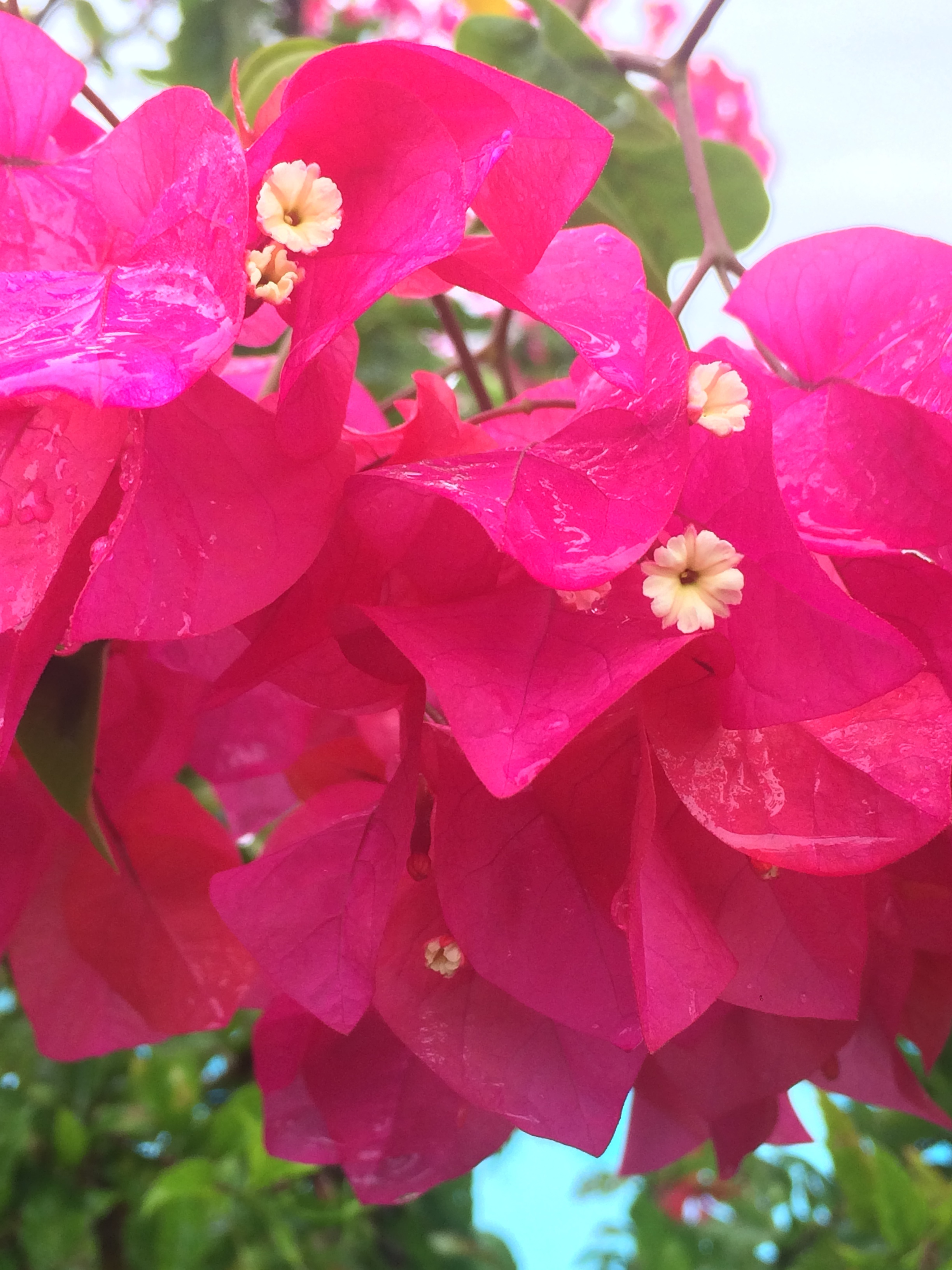 Bougainvillea Yoga Coubic